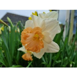 Narcis - Accent - 10 bolen - BIO