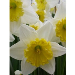 Narcis - Ice follies - 10 bolen - BIO