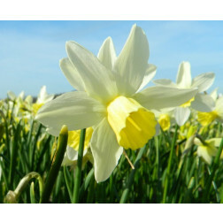 Narcis - Sailboat - 10 bollen - BIO
