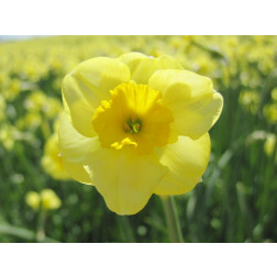 Narcis - Sundisc - 10 bollen - BIO