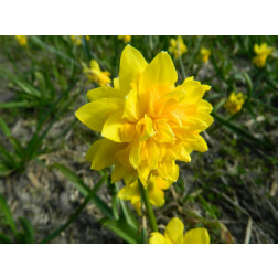 Narcis - Tête Rosette - 10 bollen - BIO