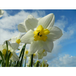 Narcis - Papillon Blanc - 10 bollen - BIO