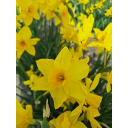 Narcis - Golden Carpet - 10 bollen - BIO