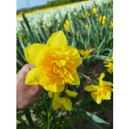 Narcis - Dick Wilden - 10 bollen - BIO