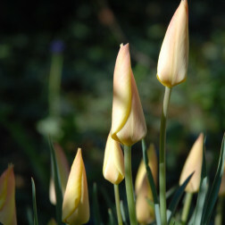 Botanische Tulipa batalinii Bronze Charm - 10 bollen