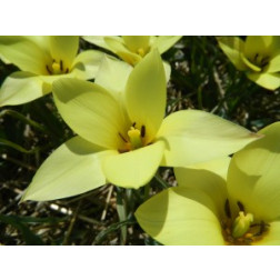 Botanische Tulp Tulipa Honky Tonk - 10 bollen