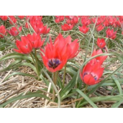 Botanische Tulp Tulipa Little Beauty - 10 bollen