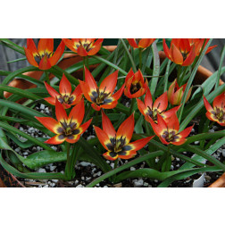 Botanische Tulp Tulipa Little Princess 10 bollen