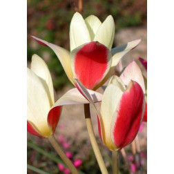 Botanische Tulp Tulipa Tinka 10 bollen