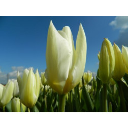 Tulp Purissima 10 bollen