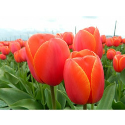 Tulp Ad Rem 10 bollen