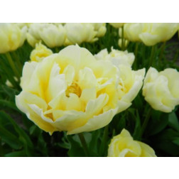 Tulp Verona - 10 bollen