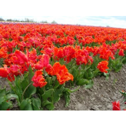 Tulp Monarch Parrot - 10 bollen