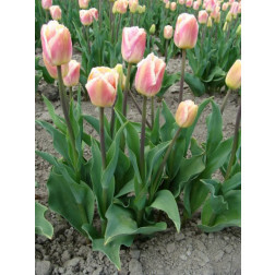 Tulp - Siesta - 10 bollen - BIO