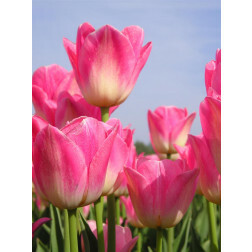 Tulp Dynasty - 10 bollen
