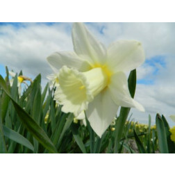 Narcis Mount Hood - per 10 bollen