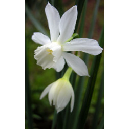 Narcis Thalia - 10 bollen