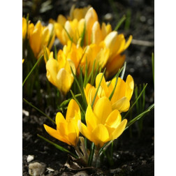Krokus Yellow Mammoth (C. flavus) - per 10 bollen