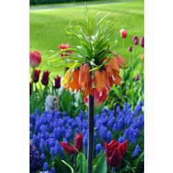 Fritillaria imperialis 'Garland Star' - 10 bollen