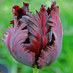 Tulp Black Parrot - 10 bollen