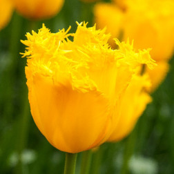 Tulp Hamilton - 10 bollen