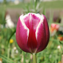 Tulp Euro Vivi - 10 bollen