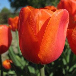 Tulp - Prins Willem Alexander - 10 bollen - BIO