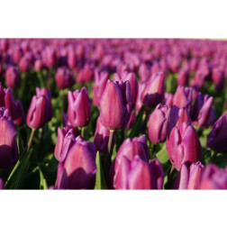 Tulp - Purple Flag - 10 bollen - BIO