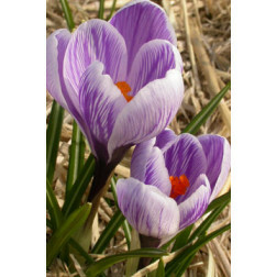 Krokus (Crocus vernus) Pickwick - 10 bollen
