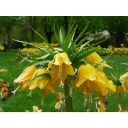 Keizerskroon Fritillaria imperialis Lutea - 3 bollen
