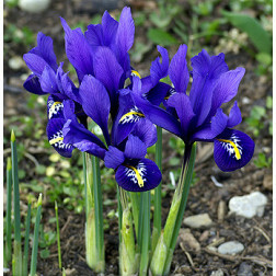 Blauwe iris (Dwergiris) Iris reticulata Harmony - 10 bollen