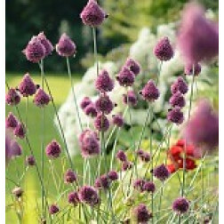 Kogellook Allium sphaerocephalon - 10 bollen