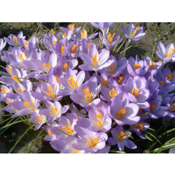 Boerenkrokus - Barr's Purple - 25 bollen - BIO