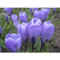Krokus - Aqua - 25 bollen - BIO