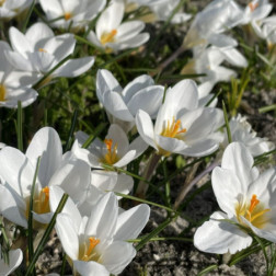 Botanische krokus - Crocus chrysanthus 'Ard Schenk' - 10 bollen - BIO