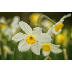 Narcis Seagull - 10 bollen