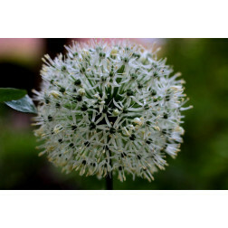 Trommelstokjes - Allium ameloprasum - Ping Pong - 10 bollen - BIO