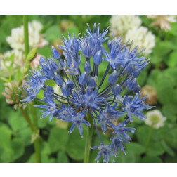 Blauwe look - Allium caeruleum - Azureum - 10 bollen - BIO