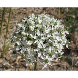 Sierui - Allium - Mount Everest - 3 bollen - BIO