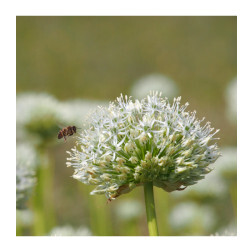 Allium stiptatum - Sierui 'Mount Everest' - 5 bollen - BIO
