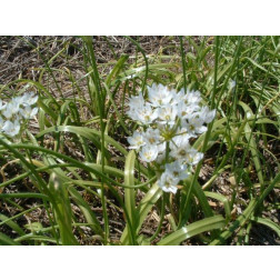 Bruidsuitje - Allium neapolitanum - 10 bollen - BIO
