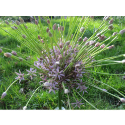 Allium Schubertii - 10 bollen - BIO