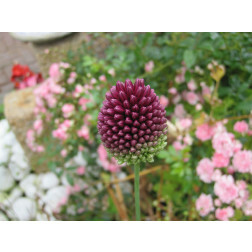 Trommelstokjes - Allium spaerocephalon - 10 bollen - BIO