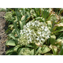 Zwarte look - Allium nigrum - 5 bollen - BIO