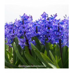 Hyacinth - Delft Blue - 5 bollen - BIO