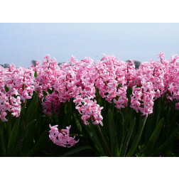 Hyacinth - Fondant - 3 bollen - BIO 