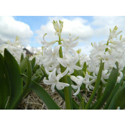 Hyacinth - White Pearl - 3 bollen - BIO 