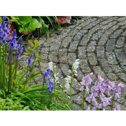Hyacinthoides hispanica - Boshyacinth - kleurenmix blauw-roze-wit - 10 bollen - BIO