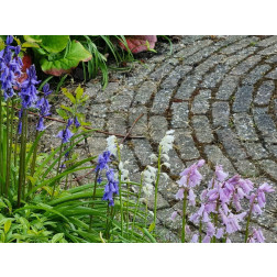 Hyacinthoides hispanica - Boshyacinth - kleurenmix blauw-roze-wit - 25 bollen - BIO