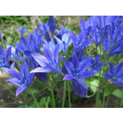 Triteleia laxa - Brodiae 'Corrina' - 10 bollen - BIO